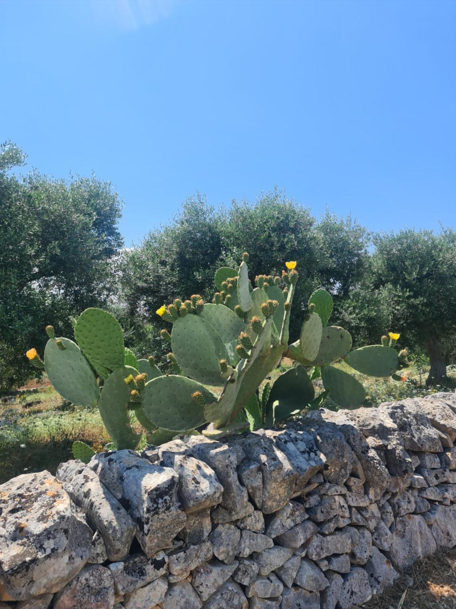 Masseria Gianca Cisternino Exteriér fotografie