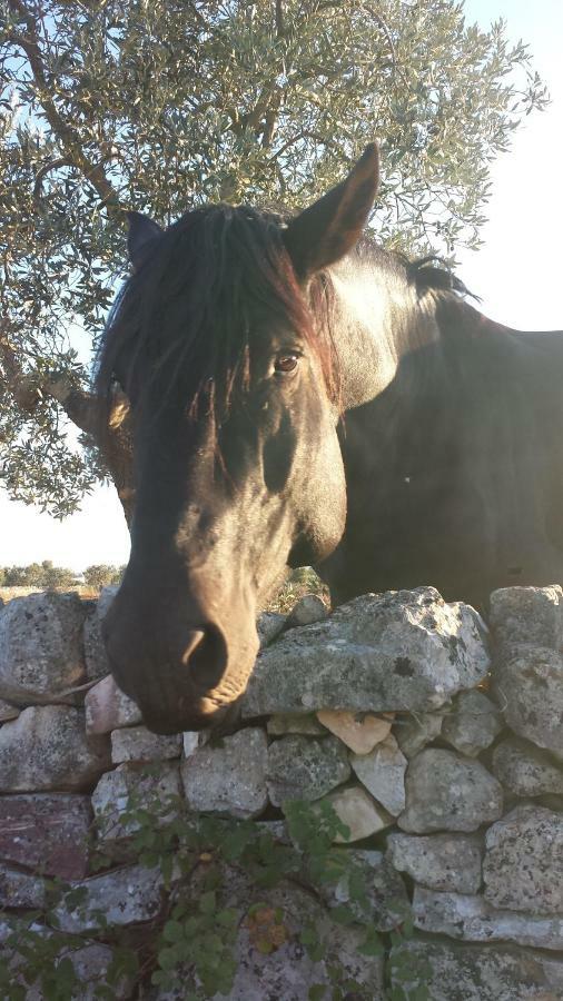 Masseria Gianca Cisternino Exteriér fotografie